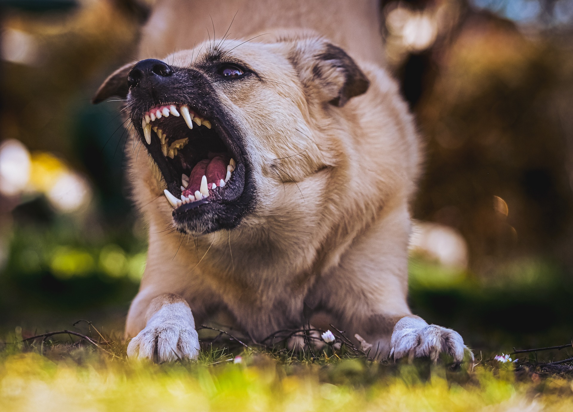 San Antonio Dog Bite Attorney