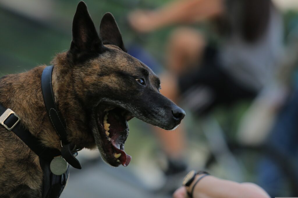 What to Do After a Dog Bite in Texas